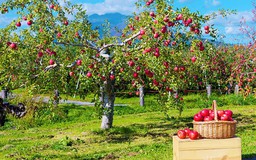 Vì sao táo tỉnh Aomori, Nhật Bản được xem là táo ngon nhất thế giới?