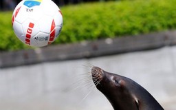 'Tiên tri' sư tử biển khởi đầu suôn sẻ tại EURO 2016