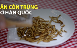 Trải nghiệm ăn côn trùng ở nhà hàng Hàn Quốc