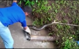 Peru: Giải thoát rắn dài hơn 4,5m