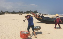 Được “lộc biển” cá trích, ngư dân Quảng Bình hớn hở