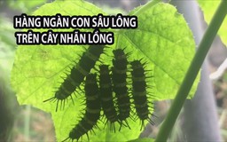 Kinh hãi hàng ngàn con sâu lông trên cây nhãn lồng ở miền Tây