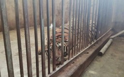 Cận cảnh hổ nuôi trong nhà dân như... nuôi lợn ở Nghệ An