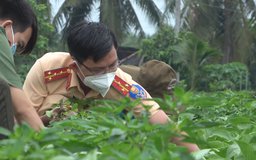 Cảnh sát giao thông ở Tiền Giang ra đồng thu hoạch rau giúp nông dân