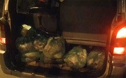 [VIDEO] Bắt xe khách chở hơn nửa tấn thịt heo thối vào Sài Gòn tiêu thụ