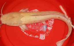 Phát hiện cá trê vàng kỳ lạ ở Đà Nẵng