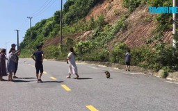 Nguy hiểm cảnh du khách vô tư cho khỉ ăn tại Sơn Trà