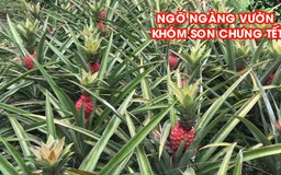 Vườn khóm son chưng tết đẹp ngỡ ngàng của lão nông miền Tây