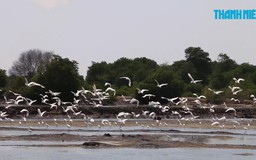 Đàn cò trắng cả ngàn con kéo về các hồ cạn nước ở Vũng Tàu kiếm ăn