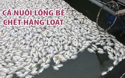 Cá nuôi lồng bè trên sông Chà Và chết hàng loạt, gây thiệt hại nhiều tỉ đồng