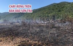 Rừng bạch đàn trên bán đảo Sơn Trà tan hoang vì cháy