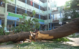 1 học sinh tử vong, nhiều học sinh bị thương vì cây phượng trong trường bật gốc ngã