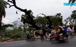 Trồng lại “cụ” xà cừ bị bão số 13 quật ngã ở thành phố Huế
