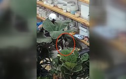 Lại xuất hiện video “người phụ nữ nón trắng” trộm tài sản ở cửa hàng bán cây cảnh