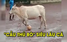 Đây có lẽ là chú bò đá bóng hay nhất thế giới