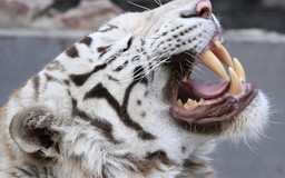 Hổ cắn chết người nuôi ở sở thú Anh