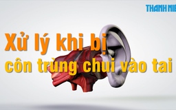 Mẹo vặt: Xử lý khi bị côn trùng chui vào tai