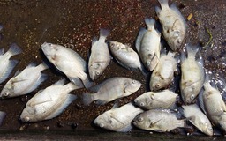 Cá chết trắng hồ Tây, người dân không dám mang về cho mèo ăn