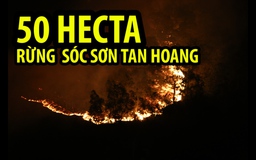Hình ảnh vụ cháy khiến gần 50 héc ta rừng ở Sóc Sơn tan hoang