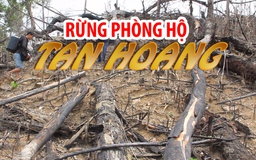 Cận cảnh rừng phòng hộ Tiên Lãnh bị tàn phá để trồng keo