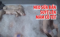 Hơn 1 tấn heo sữa rỉ nước suýt lên mâm cỗ Tết Mậu Tuất