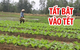 Làng quất, làng rau ở Quảng Nam tất bật vào Tết