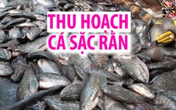 Nông dân vùng ngọt Cà Mau thu hoạch cá sặc rằn bán Tết