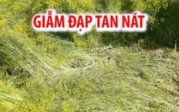 Cánh đồng hoa thì là bị giẫm đạp tan nát sau 5 ngày “gây sốt“