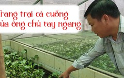 Nhờ một lần xem tivi, anh nông dân đổi đời với cà cuống