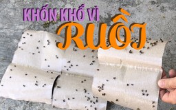 Nắng nóng, dân Đà Nẵng khốn khổ với nạn ruồi