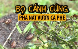 Cận cảnh loài bọ cánh cứng đang tàn phá cà phê ở Tây Nguyên