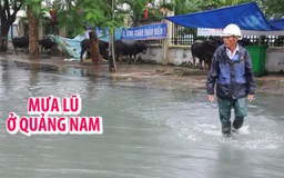 Mưa lũ nhấn chìm nhà dân, trâu bò phải trú ẩn trên vỉa hè thành phố