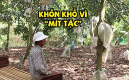 Gặp “mít tặc” tinh quái, nông dân mang giường ra tận vườn canh trộm