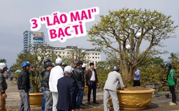 Cận cảnh 3 “lão mai” bạc tỉ khiến người ta chỉ dám chụp ảnh, không dám mua