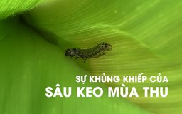 “Oanh tạc” với tốc độ khủng khiếp, sâu keo mùa thu đe dọa hàng triệu hecta ngô