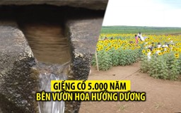 Làng du lịch với giếng cổ, sâm Bố Chính và hoa hướng dương