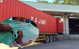 Hơn 103 tấn dược liệu thuốc bắc “đội lốt” táo, mơ từ Trung Quốc vào Việt Nam