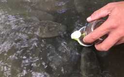 Đàn cá lóc bay bú bình độc đáo của nông dân miền Tây