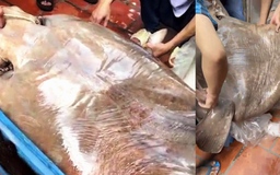 Cận cảnh cá đuối khổng lồ 101 kg, giá gần 500 ngàn đồng/kg