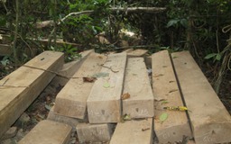 Chủ tịch tỉnh Bình Định giao công an điều tra vụ đốn hạ 23 cây gỗ dổi