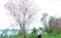 Ngắm hoa đào tại 'Đà Lạt ở Bình Định'