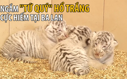 Đến sở thú ở Ba Lan ngắm “tứ quý” hổ trắng cực hiếm