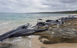 SỐC: Hơn 100 con cá voi chết thảm trên bãi biển