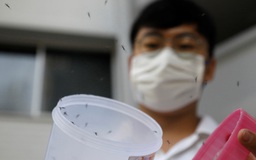 'Dĩ độc trị độc': dùng muỗi dập dịch sốt xuất huyết