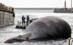 Nhờ theo dõi cá voi con, phát hiện xác chết cá voi mẹ