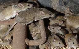 Nhìn đâu cũng thấy chuột, nông dân Úc tuyệt vọng than khổ