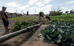 Khu vườn tươi xanh của anh nông dân Ukraine quanh xác xe tăng Nga