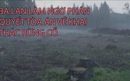 Ba Lan làm ngơ phán quyết tòa án về khai thác rừng cổ