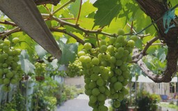 Lão nông Sài Gòn 64 tuổi khởi nghiệp với nho Ninh Thuận