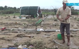 Nông dân Đà Nẵng mất Tết sau trận mưa lịch sử